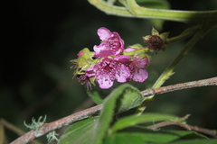 Rubus nubigenus