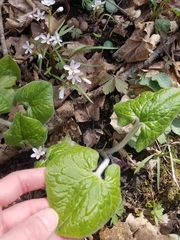 Asarum canadense canadense