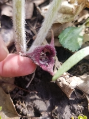 Asarum canadense canadense