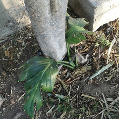 Monstera aureopinnata