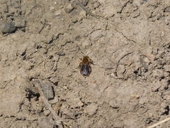 Andrena dunningi