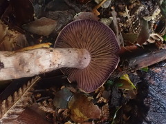 Thaxterogaster submagellanicus