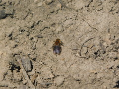 Andrena dunningi