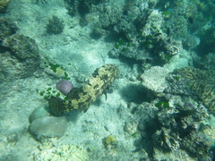 Epinephelus fuscoguttatus