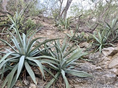 Agave aurea
