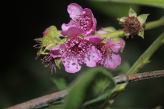 Rubus nubigenus