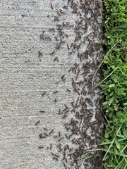 Formicidae