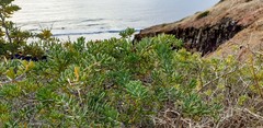 Nitraria billardierei