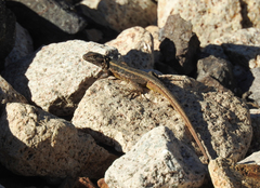 Liolaemus moradoensis