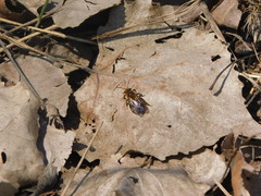 Andrena dunningi