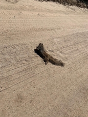 Otospermophilus beecheyi