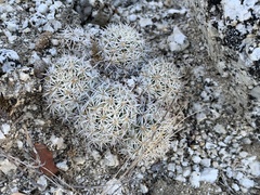 Mammillaria schumannii