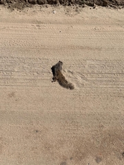 Otospermophilus beecheyi