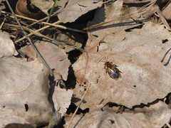 Andrena dunningi