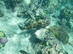 Epinephelus fuscoguttatus