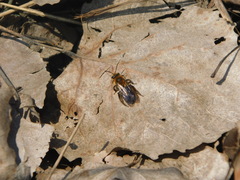 Andrena dunningi