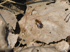 Andrena dunningi