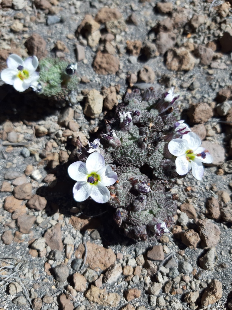 Nototriche nigrescens