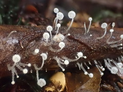 Mycena albidocapillaris
