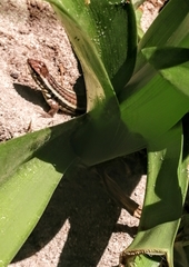 Leiocephalus lunatus