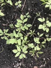 Aegopodium podagraria