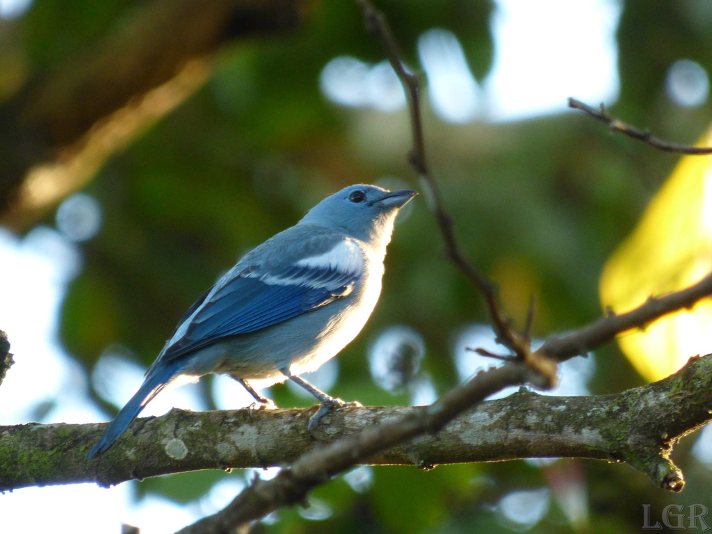 Blue-gray Tanager