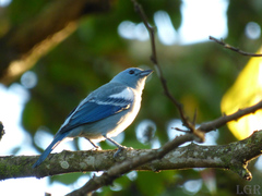 Thraupis episcopus coelestis