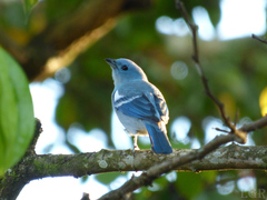 Thraupis episcopus coelestis