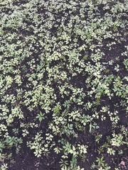 Aegopodium podagraria