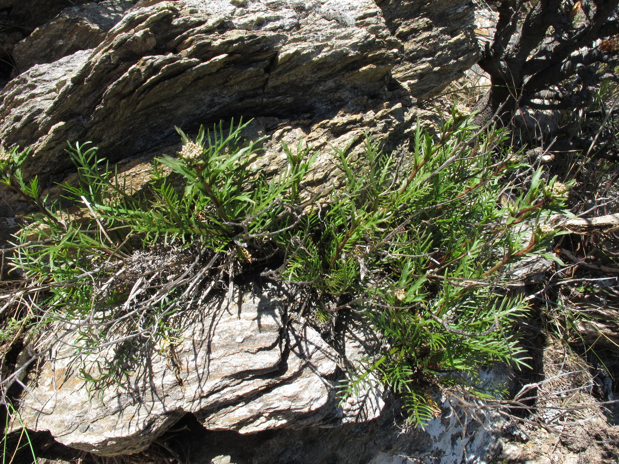 Image of Lepidium sisymbrioides by (c) John Barkla, some rights reserved (CC BY)