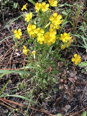 Oxalis texana