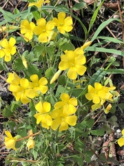 Oxalis texana