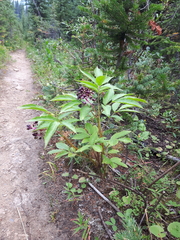 Sambucus racemosa melanocarpa