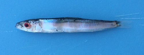 Blue sardine (Spratelloides robustus) — Clupeidae — 3