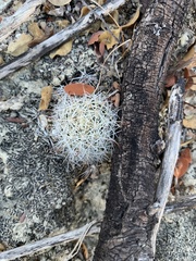 Mammillaria schumannii