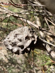 Hakea propinqua
