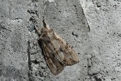 Lithophane disposita