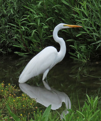Ardea alba