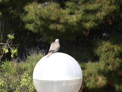 Streptopelia decaocto