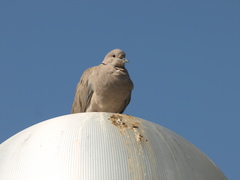 Streptopelia decaocto