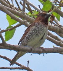 Lonchura punctulata