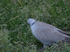 Streptopelia decaocto
