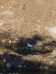 Egretta thula
