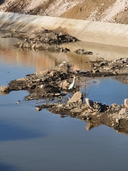 Egretta thula