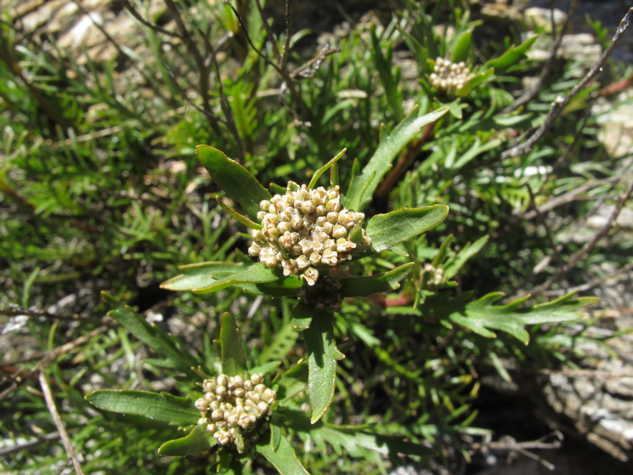 Image of Lepidium sisymbrioides by (c) John Barkla, some rights reserved (CC BY)