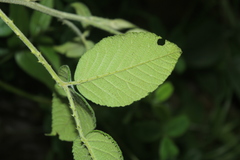 Rubus nubigenus