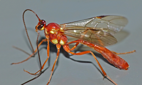 Ophion peregrinus