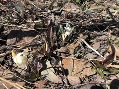 Erythronium citrinum