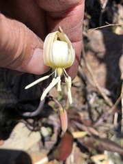 Erythronium citrinum