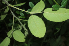 Rubus nubigenus